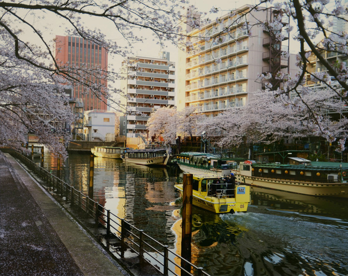 志村　忠男「隅田川運河の桜（I）」